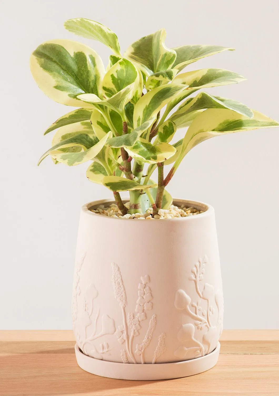 Angus & Celeste Relief Plant Pot Blush