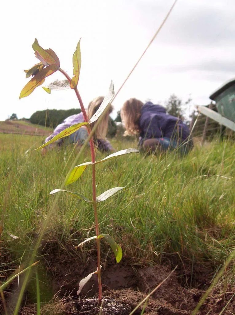 Angus & Celeste - About Us Fifteen Trees Baby Tree Planting