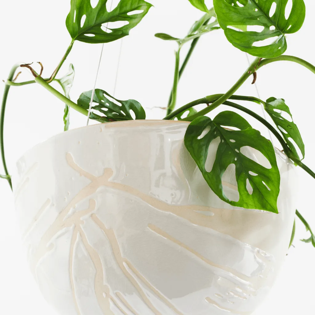 Five Holes Plant (Monstera Adansonii) | Angus & Celeste