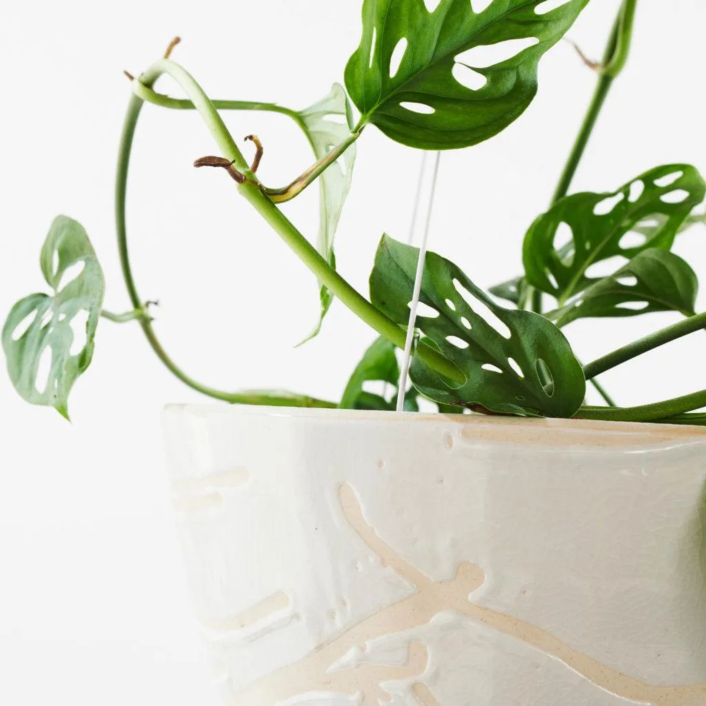 philodendron mamei kaufen Philodendron Mamei Silver Cloud (EXACT PLANT)  Amazon Plants Peru
