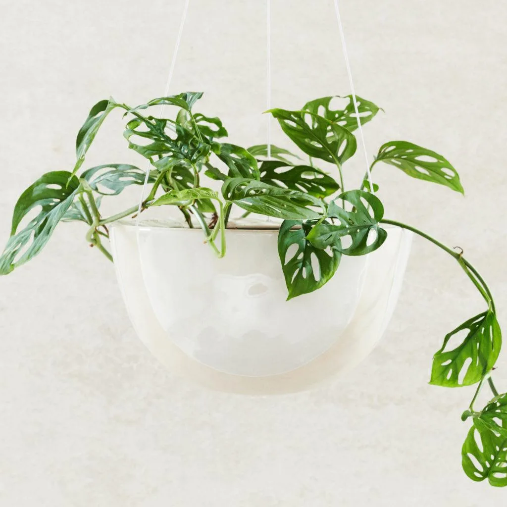 Five Holes Plant (Monstera Adansonii) | Angus & Celeste