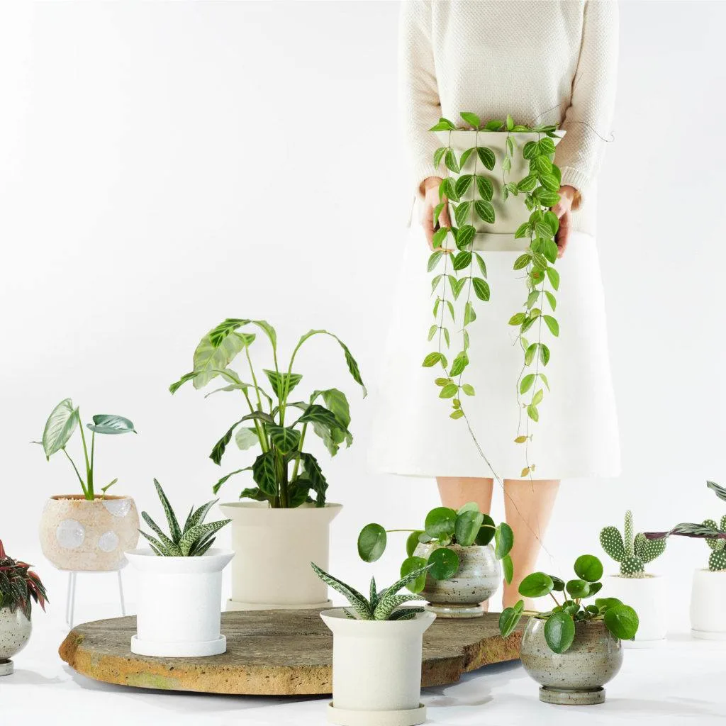Angus & Celeste - What are the benefits of Indoor Plants? Angus & Celeste - What are the benefits of Indoor Plants?