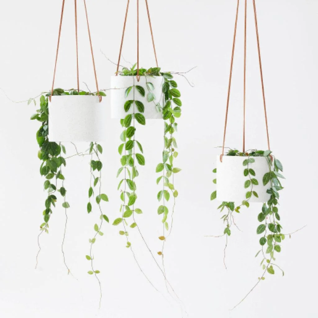 Angus & Celeste - What are the benefits of Indoor Plants? Angus & Celeste - What are the benefits of Indoor Plants?