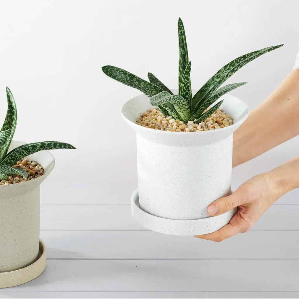 Angus & Celeste - What are the benefits of Indoor Plants? Angus & Celeste - What are the benefits of Indoor Plants?