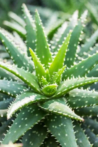 Angus & Celeste - Aloe Vera Angus & Celeste - Aloe Vera
