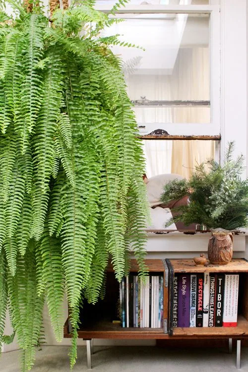 Angus & Celeste - Boston Fern (Nephrolepis Exaltata) Angus & Celeste - Boston Fern (Nephrolepis Exaltata)