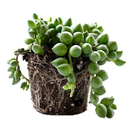 String of Pearls (Senecio Rowleyanus)﻿