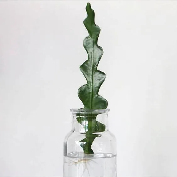 Angus & Celeste - Fishbone Cactus (Epiphyllum Anguliger) Angus & Celeste - Fishbone Cactus (Epiphyllum Anguliger)