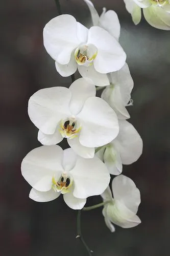 Angus & Celeste - The Moth Orchid (Phalaenopsis) Angus & Celeste - The Moth Orchid (Phalaenopsis)
