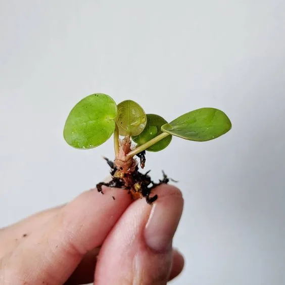 Angus & Celeste - Chinese Money Plant (Pilea Peperomioides) Angus & Celeste - Chinese Money Plant (Pilea Peperomioides)