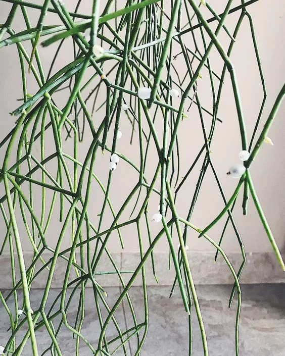 Angus & Celeste - Rhipsalis Family Angus & Celeste - Rhipsalis Family