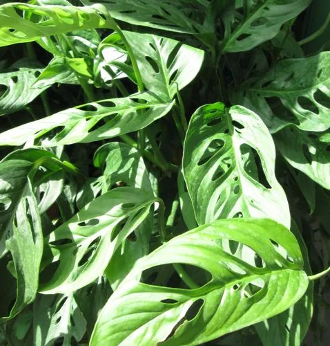 philodendron atom giftig Philodendron Atom | Houseplant