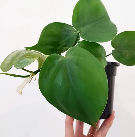 Angus & Celeste - Heart Leaf Philodendron (Philodendron Hederaceum) Angus & Celeste - Heart Leaf Philodendron (Philodendron Hederaceum)