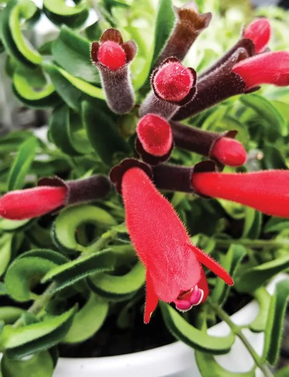 Angus & Celeste - Curly Lipstick Plant (Aeschynanthus Radicans) Angus & Celeste - Curly Lipstick Plant (Aeschynanthus Radicans)