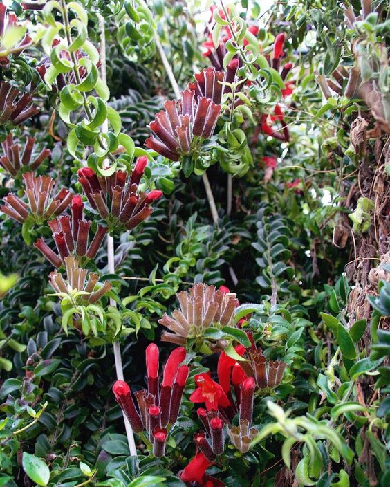 curly plant Curly Lipstick Plant – In Succulent Love