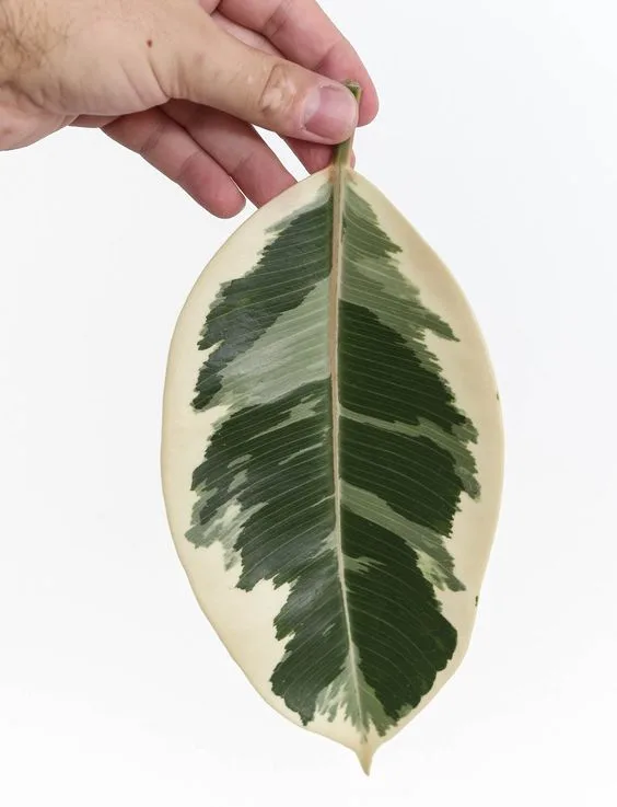 Angus & Celeste - Rubber Plant (Ficus Elastica) Angus & Celeste - Rubber Plant (Ficus Elastica)