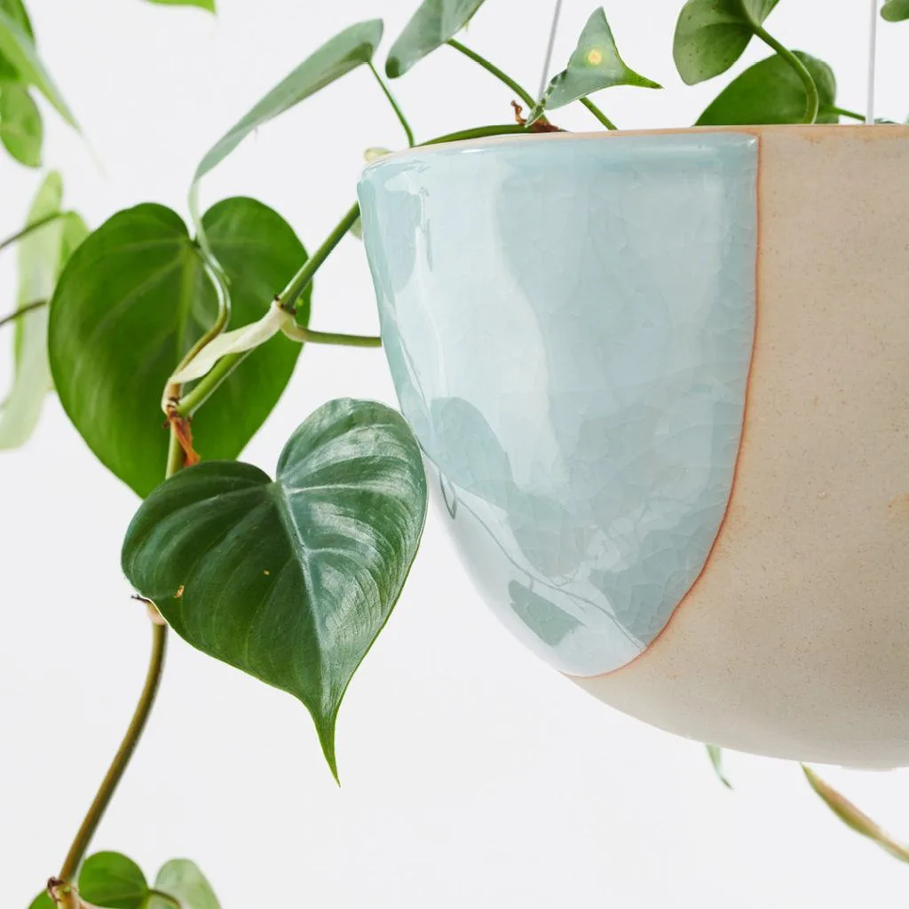 Angus & Celeste - Heart Leaf Philodendron (Philodendron Hederaceum) Angus & Celeste - Heart Leaf Philodendron (Philodendron Hederaceum)
