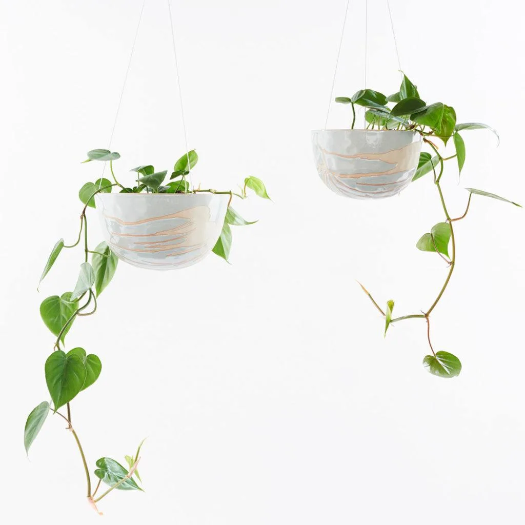 Angus & Celeste - Heart Leaf Philodendron (Philodendron Hederaceum) Angus & Celeste - Heart Leaf Philodendron (Philodendron Hederaceum)