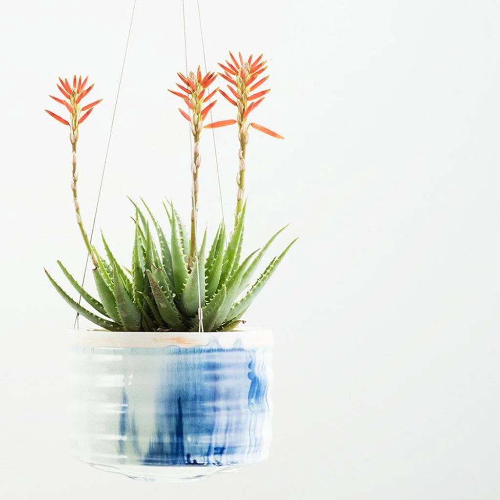 Aloe Vera | Angus & Celeste