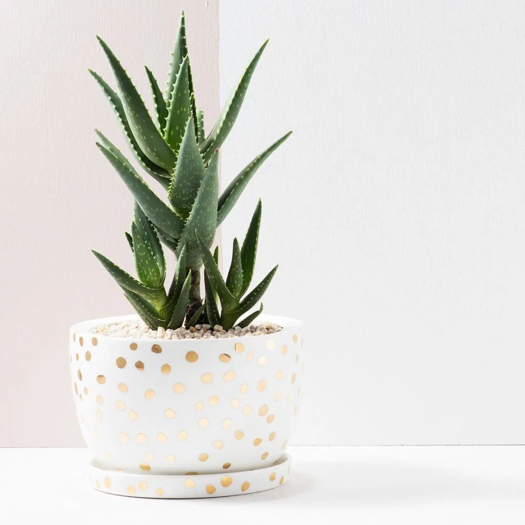 Angus & Celeste - Aloe Vera Angus & Celeste - Aloe Vera