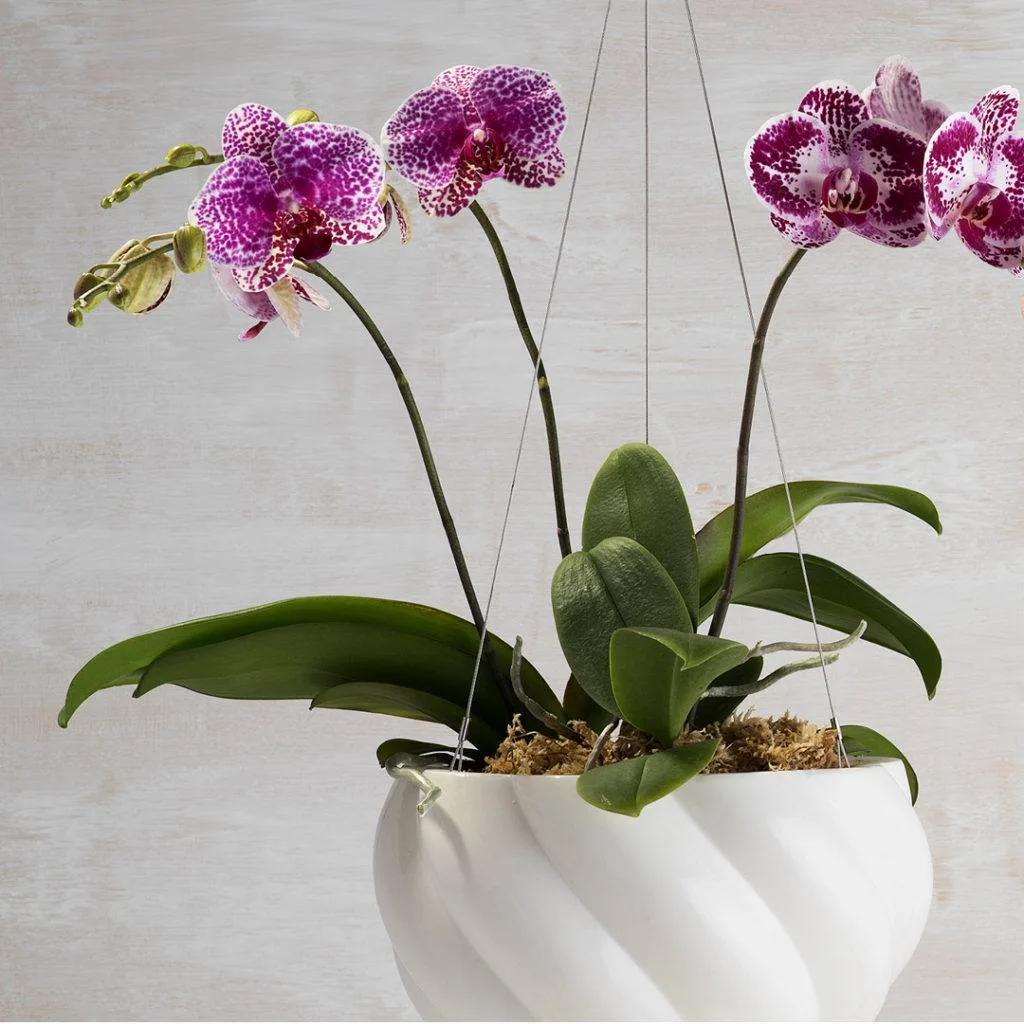 Angus & Celeste - The Moth Orchid (Phalaenopsis) Angus & Celeste - The Moth Orchid (Phalaenopsis)