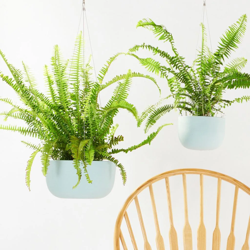Angus & Celeste - Boston Fern (Nephrolepis Exaltata) Angus & Celeste - Boston Fern (Nephrolepis Exaltata)