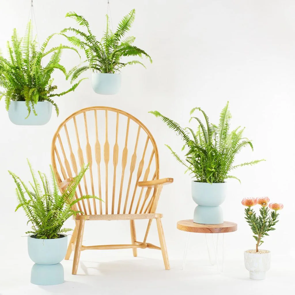 Angus & Celeste - Boston Fern (Nephrolepis Exaltata) Angus & Celeste - Boston Fern (Nephrolepis Exaltata)