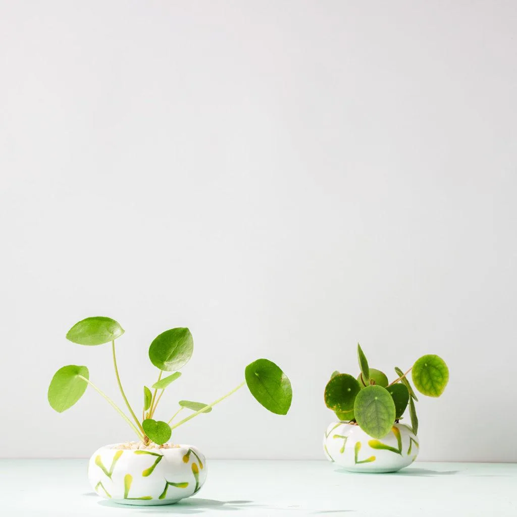 Angus & Celeste - Chinese Money Plant (Pilea Peperomioides) Angus & Celeste - Chinese Money Plant (Pilea Peperomioides)
