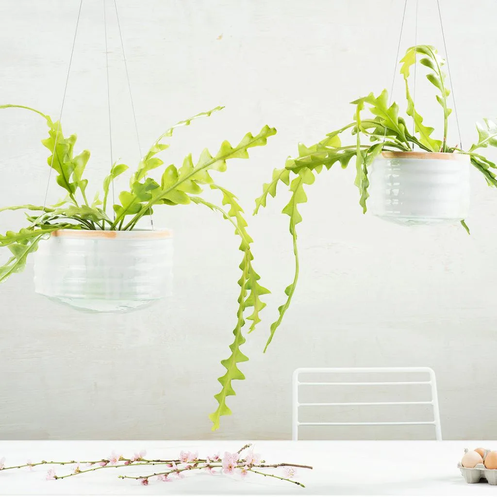 Fishbone Cactus (Epiphyllum Anguliger) | Angus & Celeste