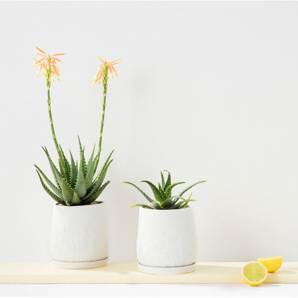 Aloe Vera | Angus & Celeste