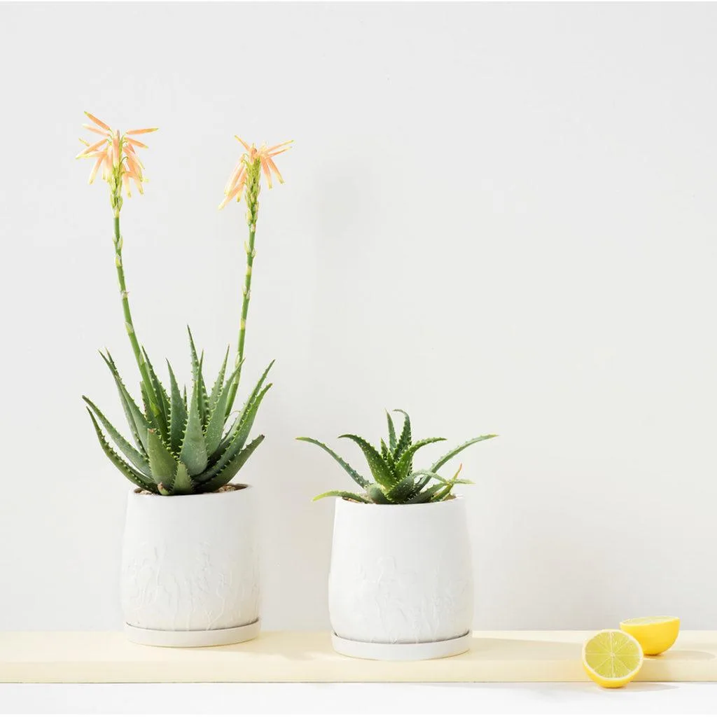 Aloe Vera | Angus & Celeste