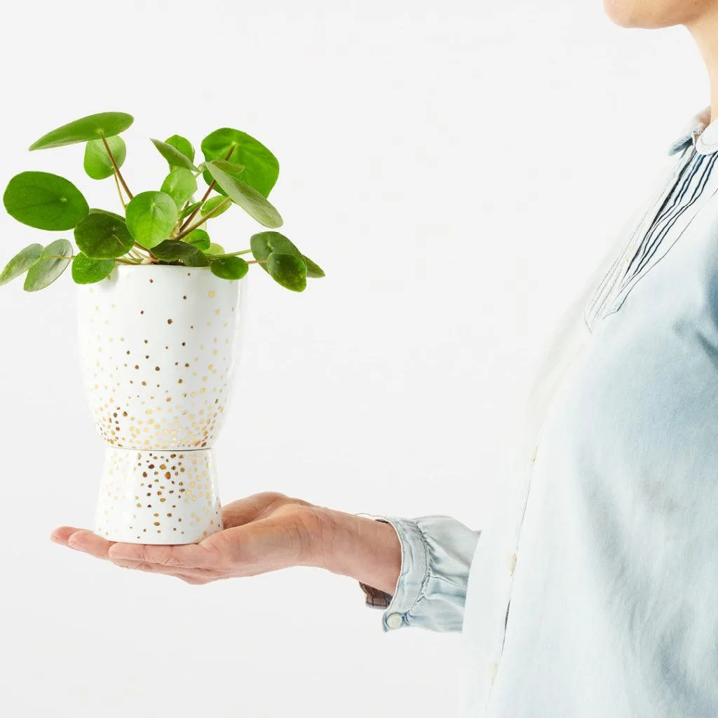Angus & Celeste - Chinese Money Plant (Pilea Peperomioides) Angus & Celeste - Chinese Money Plant (Pilea Peperomioides)