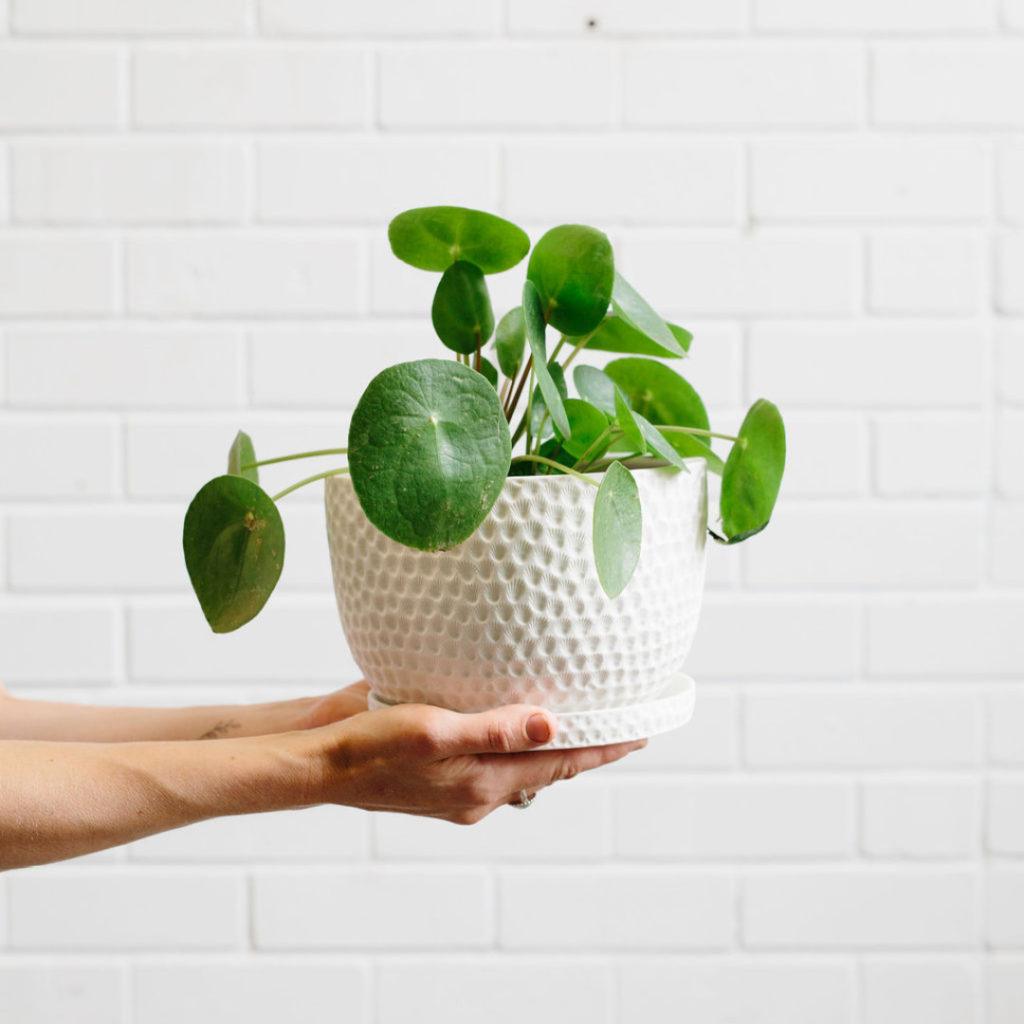 baltic pothos 4
