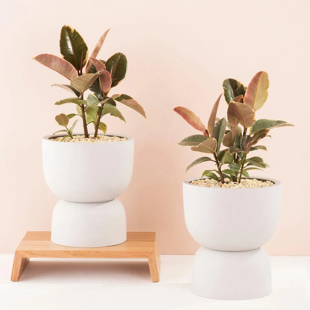 Angus & Celeste - Rubber Plant (Ficus Elastica) Angus & Celeste - Rubber Plant (Ficus Elastica)