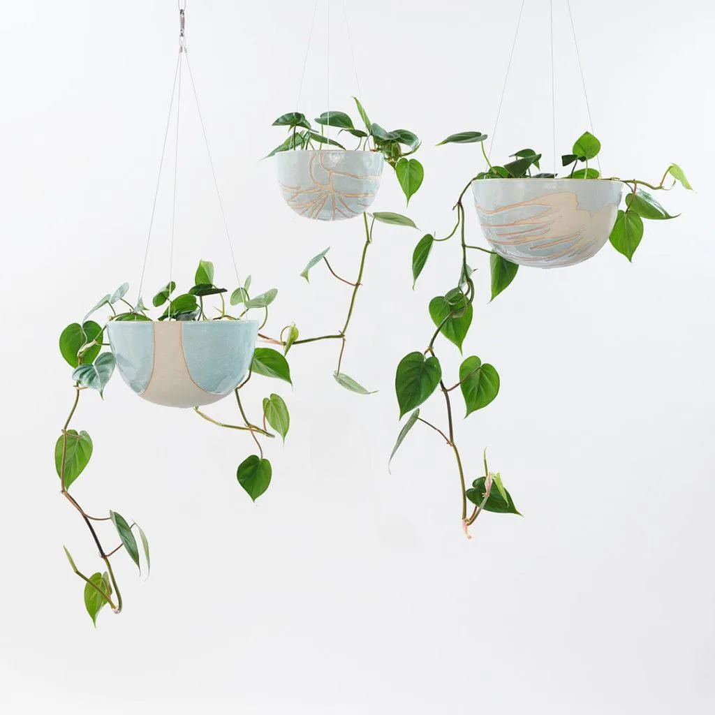 Angus & Celeste - Heart Leaf Philodendron (Philodendron Hederaceum) Angus & Celeste - Heart Leaf Philodendron (Philodendron Hederaceum)