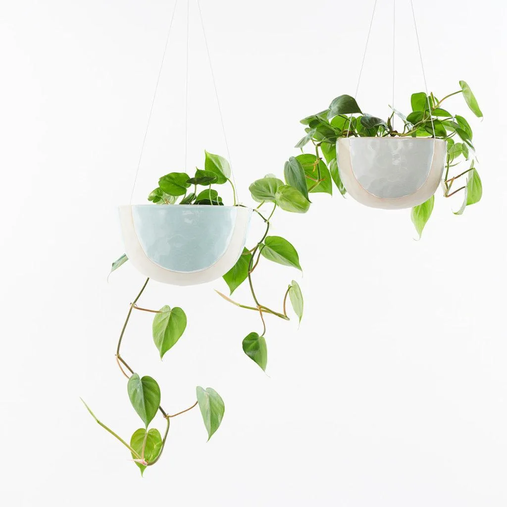 Heart Leaf Philodendron (Philodendron Hederaceum)