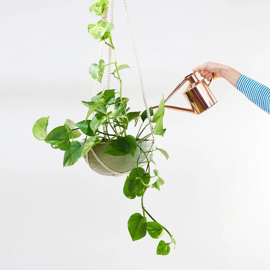 Devil’s Ivy (Epipremnum Aureum)
