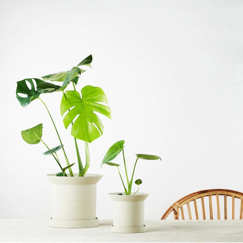 Angus & Celeste - Fruit Salad Plant (Monstera Deliciosa) Angus & Celeste - Fruit Salad Plant (Monstera Deliciosa)