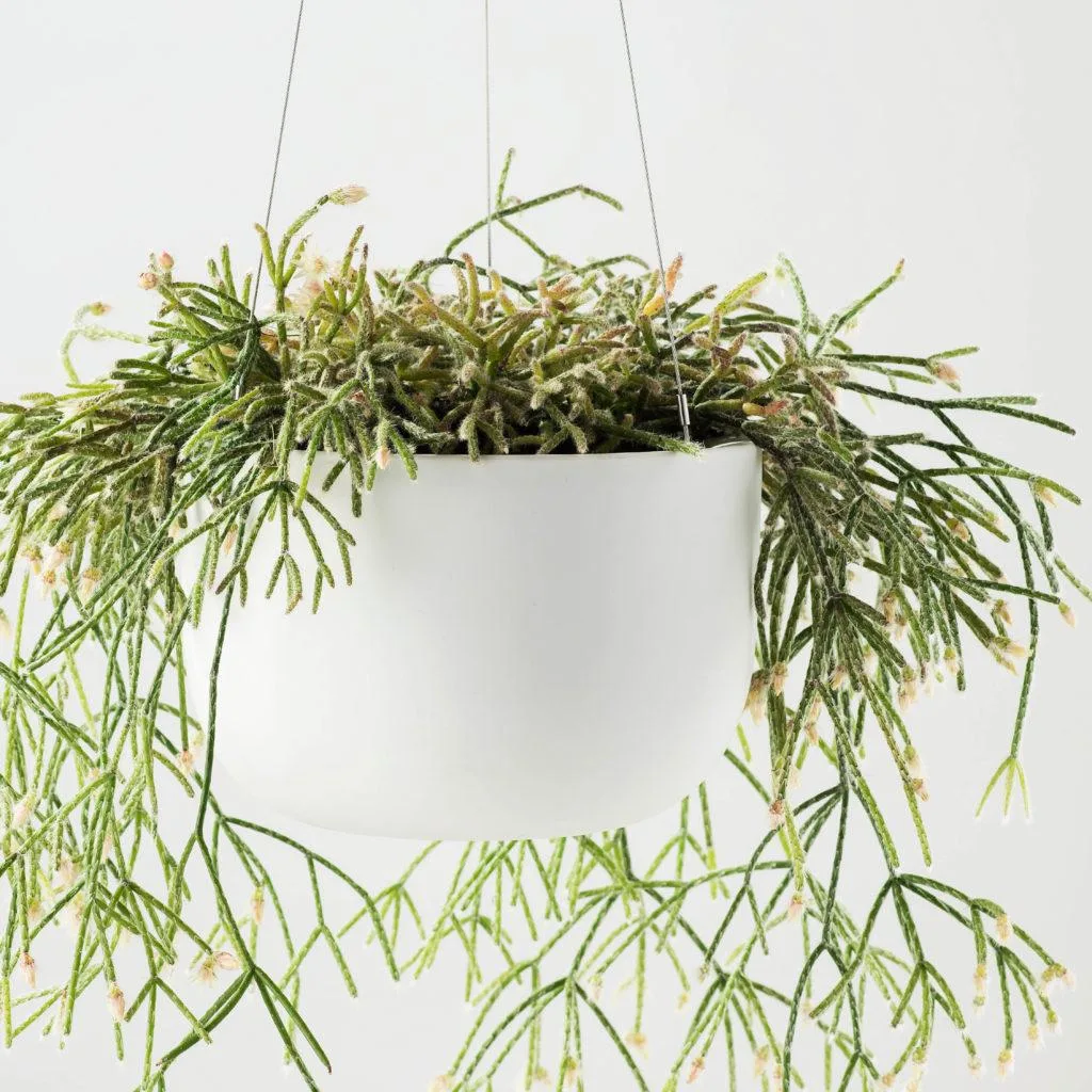Angus & Celeste - Rhipsalis Family Angus & Celeste - Rhipsalis Family