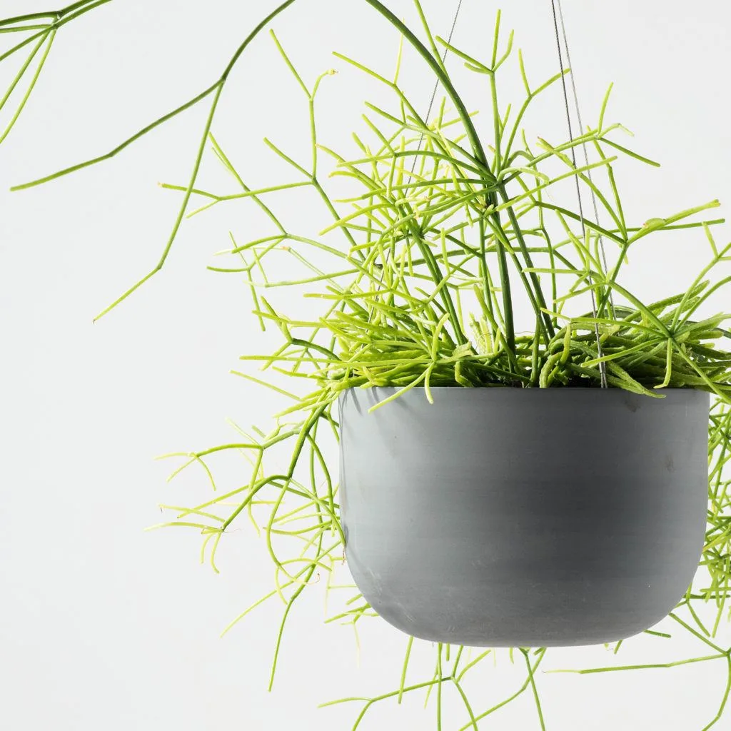 Angus & Celeste - Rhipsalis Family Angus & Celeste - Rhipsalis Family