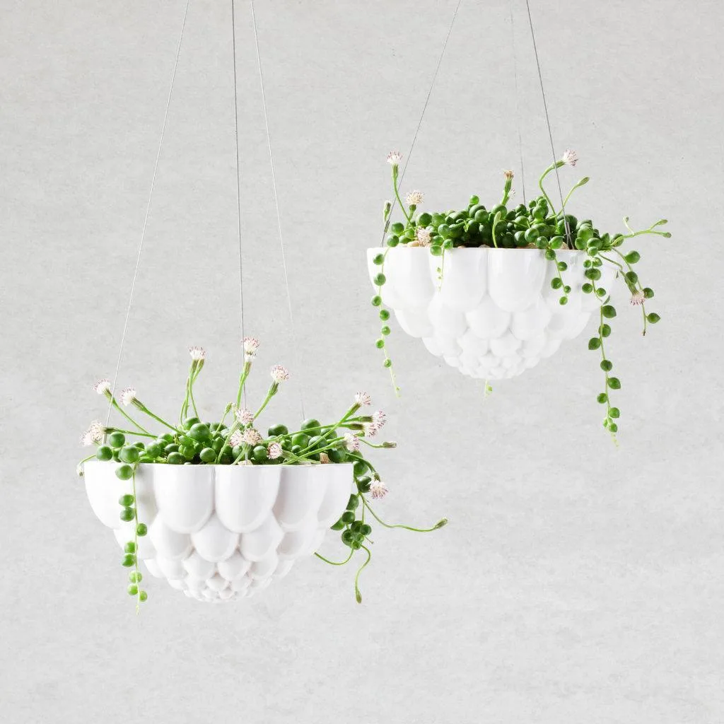 Angus & Celeste - String of Pearls (Senecio Rowleyanus) Angus & Celeste - String of Pearls (Senecio Rowleyanus)