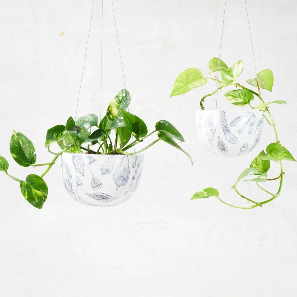 Angus & Celeste - Devil's Ivy (Epipremnum Aureum) Angus & Celeste - Devil's Ivy (Epipremnum Aureum)