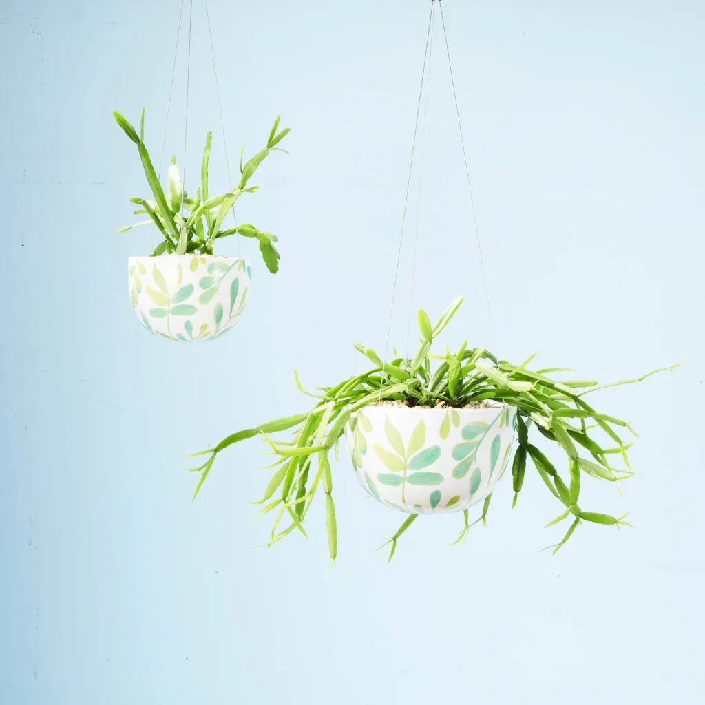 Angus & Celeste - Rhipsalis Family Angus & Celeste - Rhipsalis Family