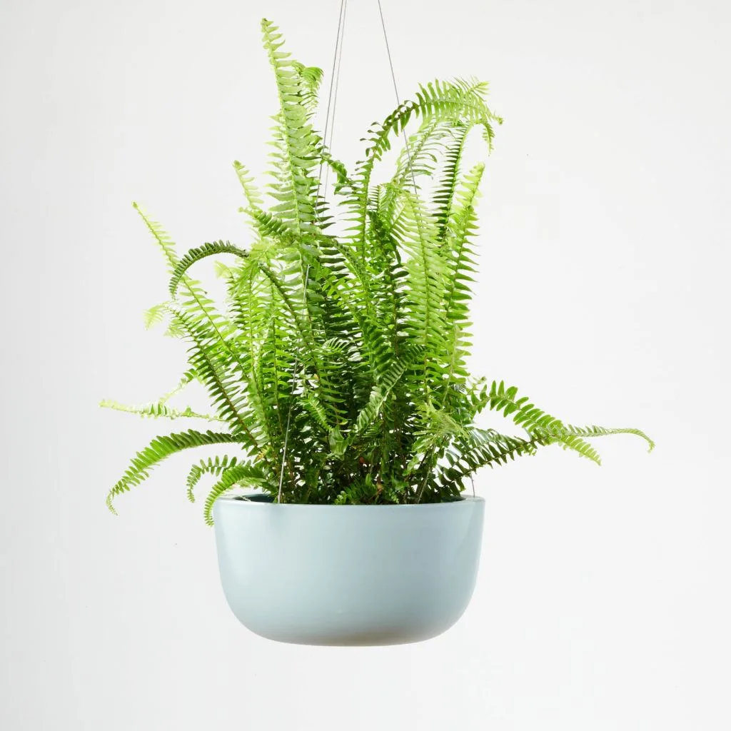 Angus & Celeste - Boston Fern (Nephrolepis Exaltata) Angus & Celeste - Boston Fern (Nephrolepis Exaltata)