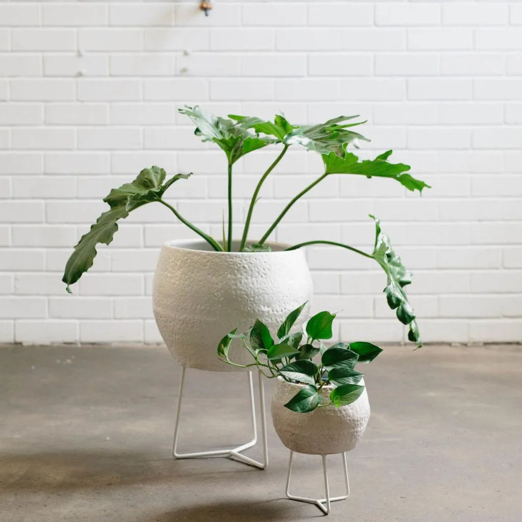 Angus & Celeste - Devil's Ivy (Epipremnum Aureum) Angus & Celeste - Devil's Ivy (Epipremnum Aureum)