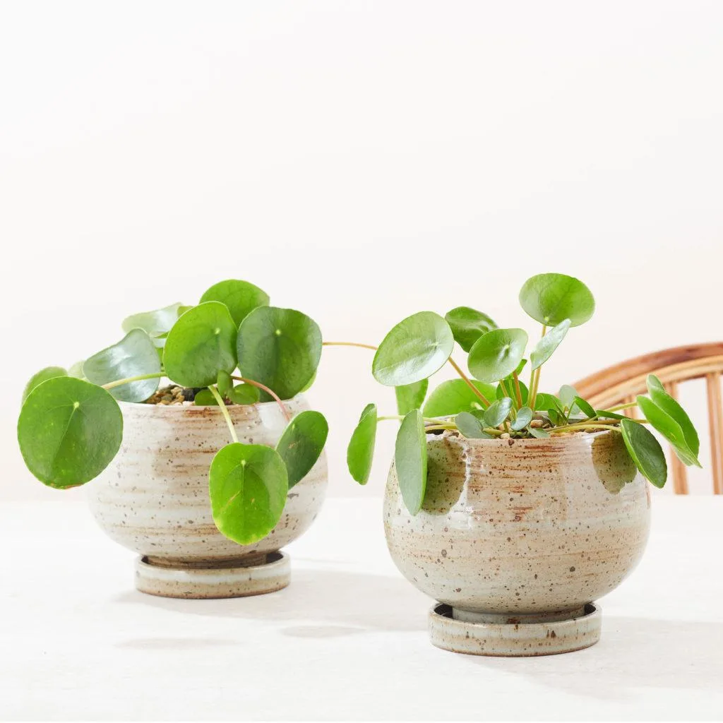plant food for indoor plants Indoor Plant main image 0