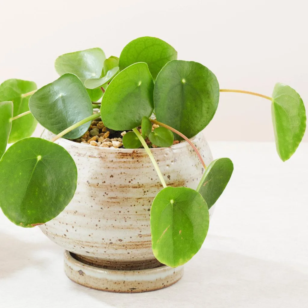 Angus & Celeste - Chinese Money Plant (Pilea Peperomioides) Angus & Celeste - Chinese Money Plant (Pilea Peperomioides)