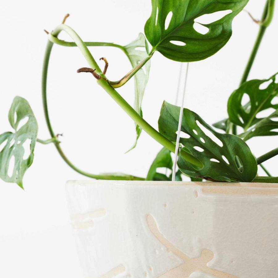 philodendron verrucosum amazon sunset Philodendron verrucosum Amazon Sunset 