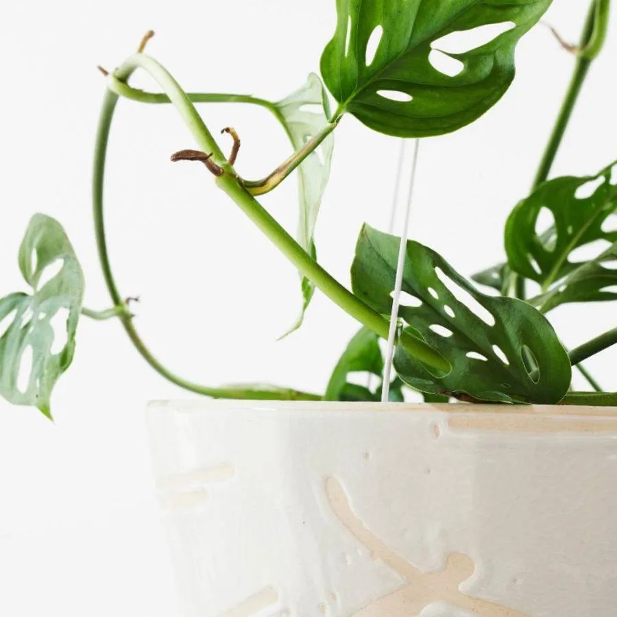 philodendron micans aurea Philodendron Micans Albo/Pink Variegated (wk13-C) main image 1