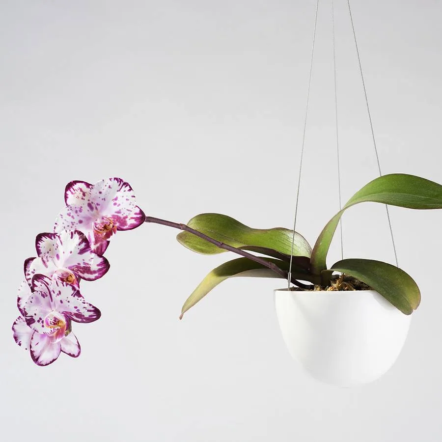 Angus & Celeste - The Moth Orchid (Phalaenopsis) Angus & Celeste - The Moth Orchid (Phalaenopsis)